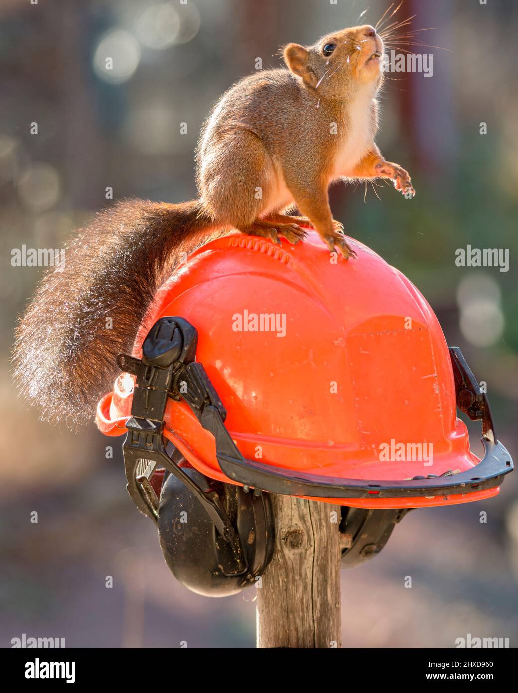 squirrel standing on red helmet with headphone Stock Photo