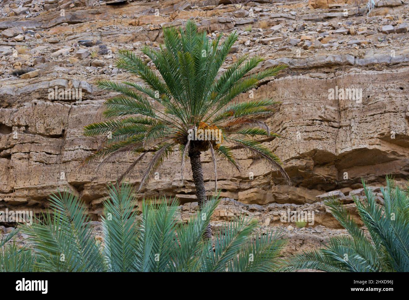 Fruitful palm trees in the Sultanate of Oman, farms for the production