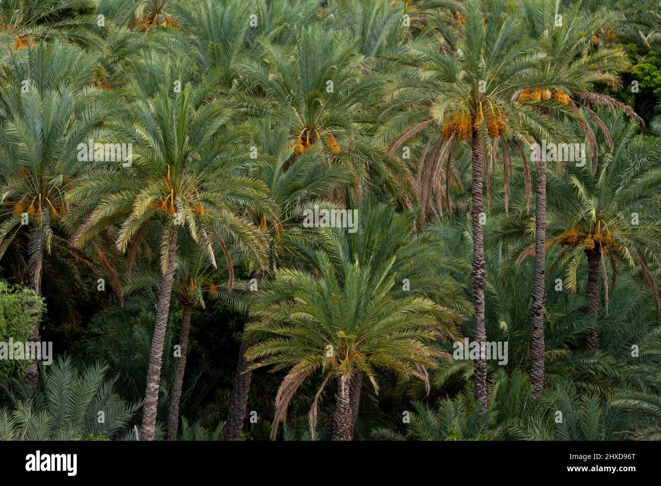 Fruitful palm trees in the Sultanate of Oman, farms for the production