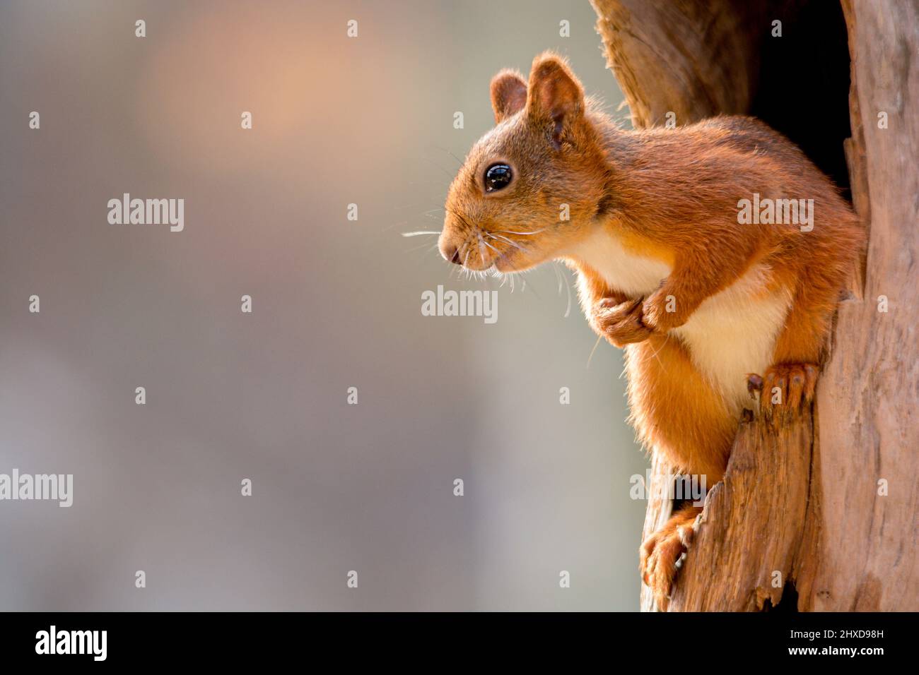 squirrel standing in a hole from a tree trunk Stock Photo