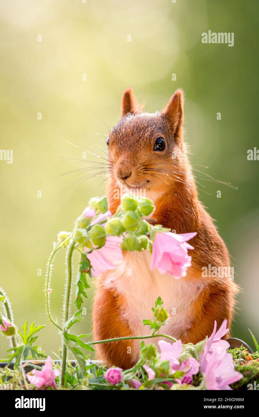 squirrel is standing behind flowers looking forwards Stock Photo