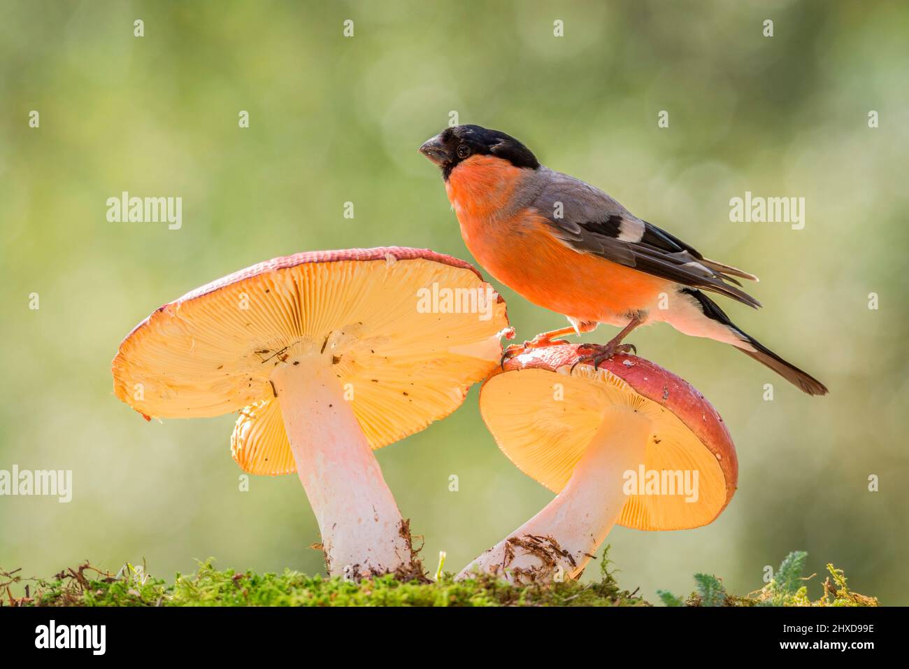 bullfinch holding and standing on mushroom and looking to the distance Stock Photo