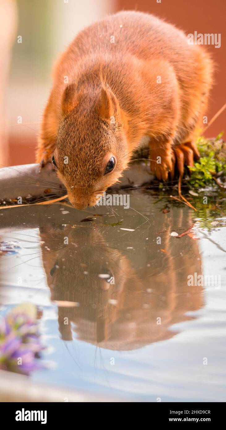 squirrel is looking in water Stock Photo