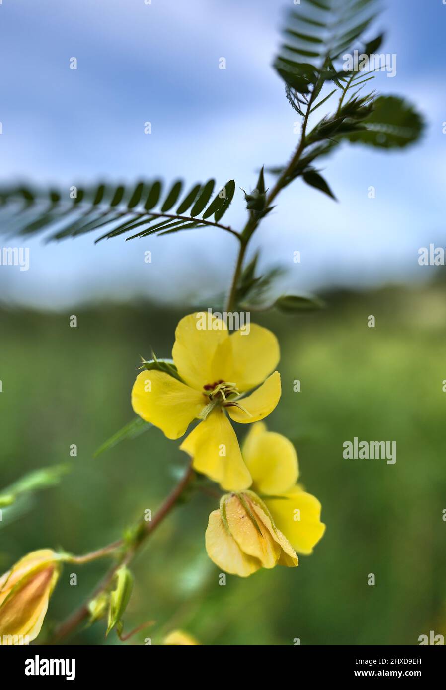 A macro image of a partridge pea plant at full bloom in the fall. Stock Photo