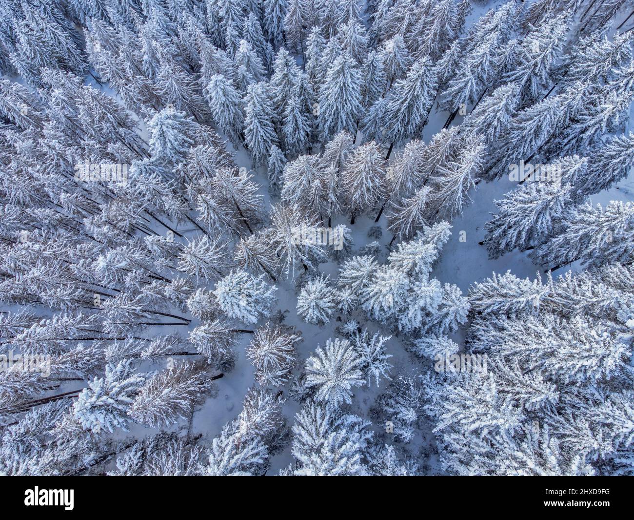 Europe, Italy, Veneto, province of Belluno, Dolomites, elevated view on a coniferous forest after a snowfall Stock Photo