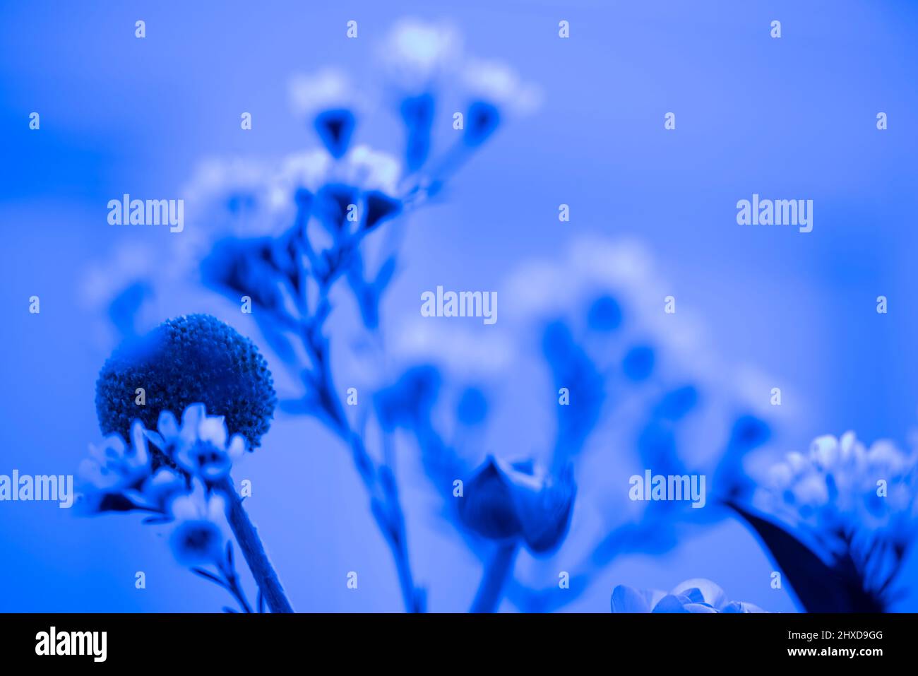 Flowers, blue light Stock Photo
