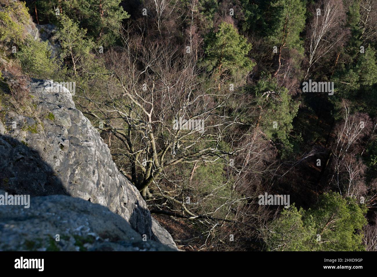 A gnarled tree grows on a sandstone rock in Saxon Switzerland, Papststein, table mountain in the Elbe Sandstone Mountains Stock Photo