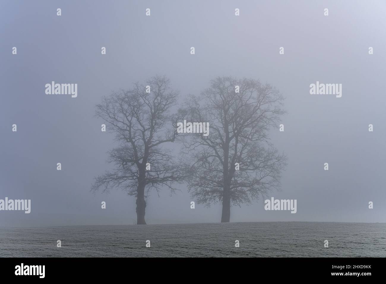 Germany, Bavaria, Upper Bavaria, Pfaffenwinkel, Penzberg, district Sankt Johannisrain, oaks in the fog Stock Photo