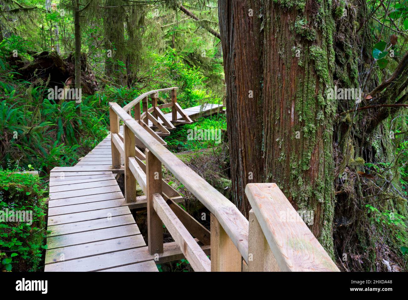 Wooden path through rainforest, Rainforest Trail, Pacific Rim National Park, Vancouver Island, British Stock Photo