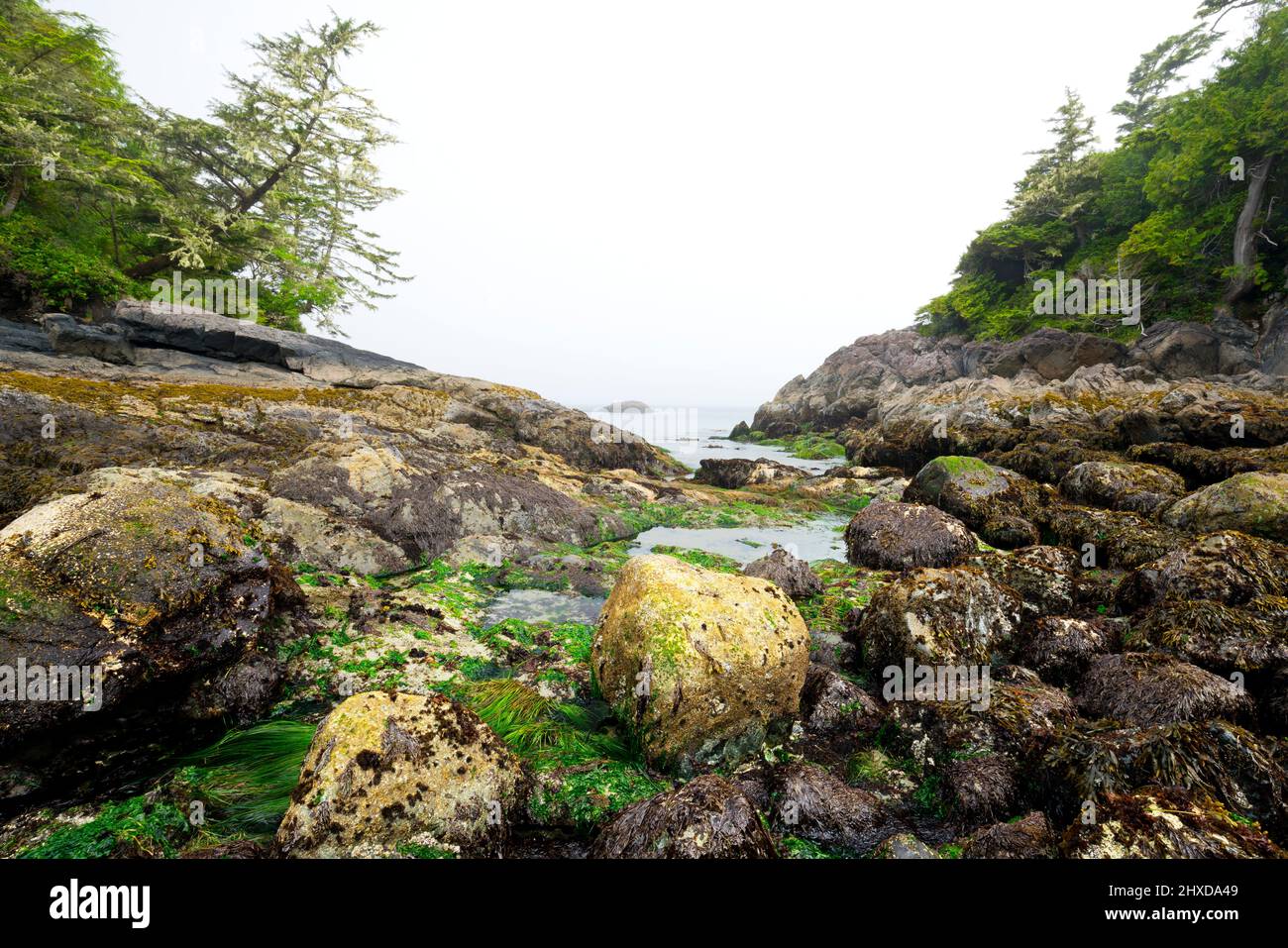 Kelp on beach hi-res stock photography and images - Alamy