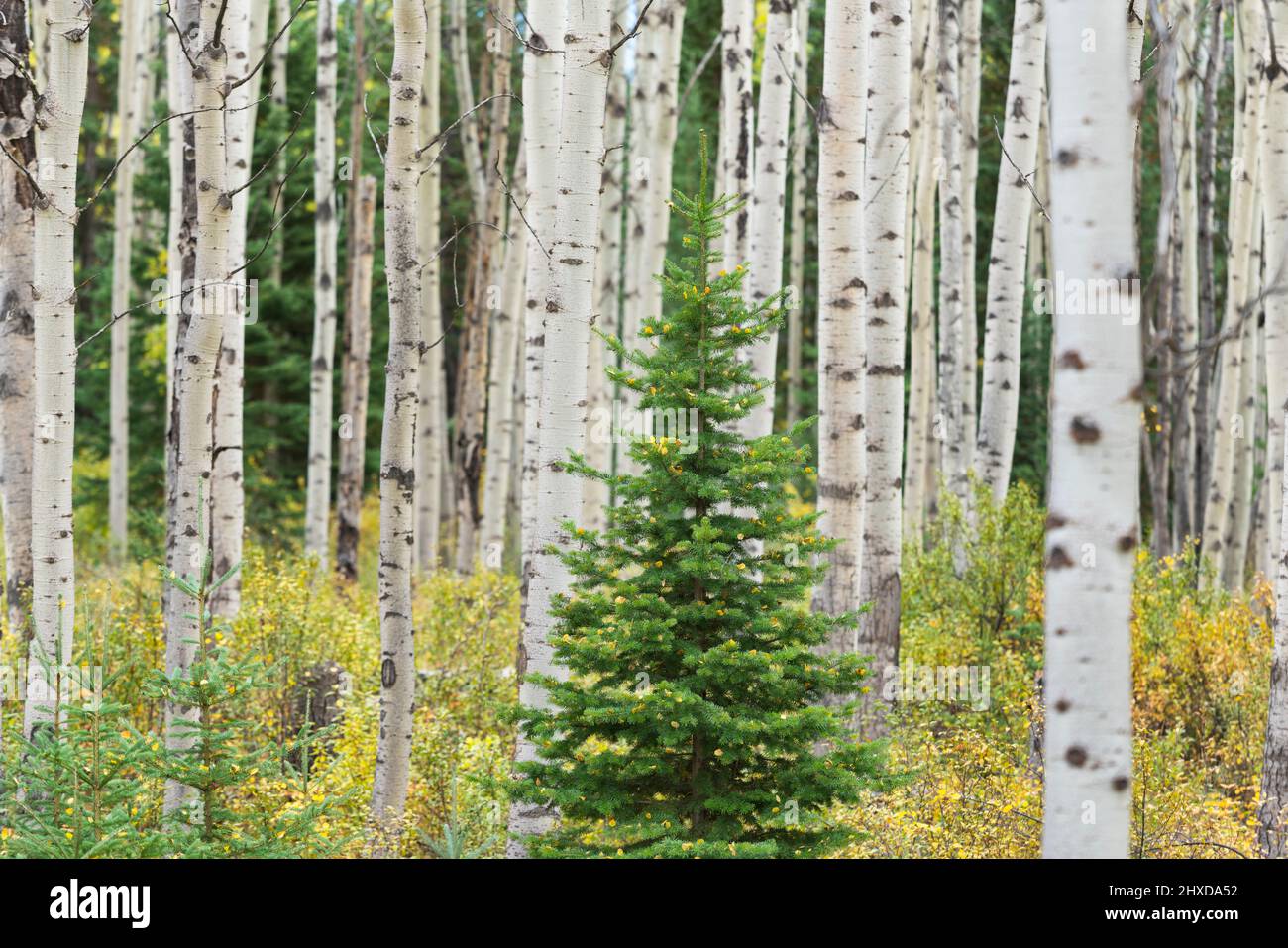 Spruce Tree in a forest of aspen trees, Jasper National Park, Alberta
