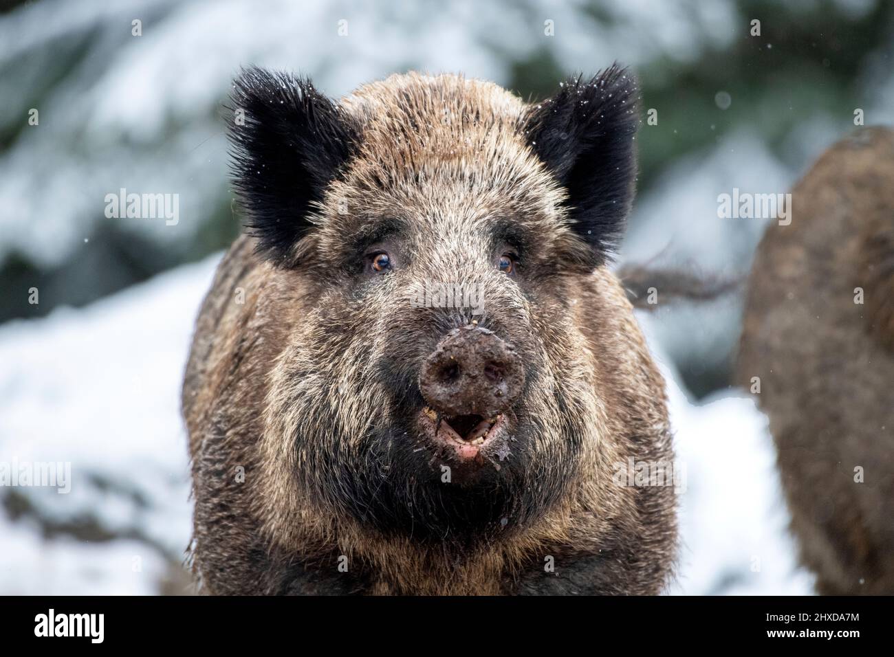 Wild boar in snow Stock Photo