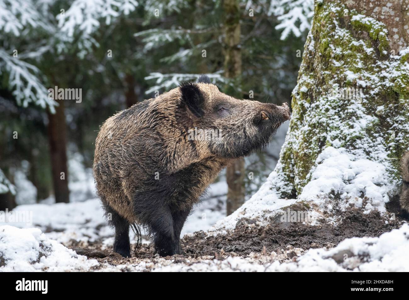 Wild boar in snow Stock Photo