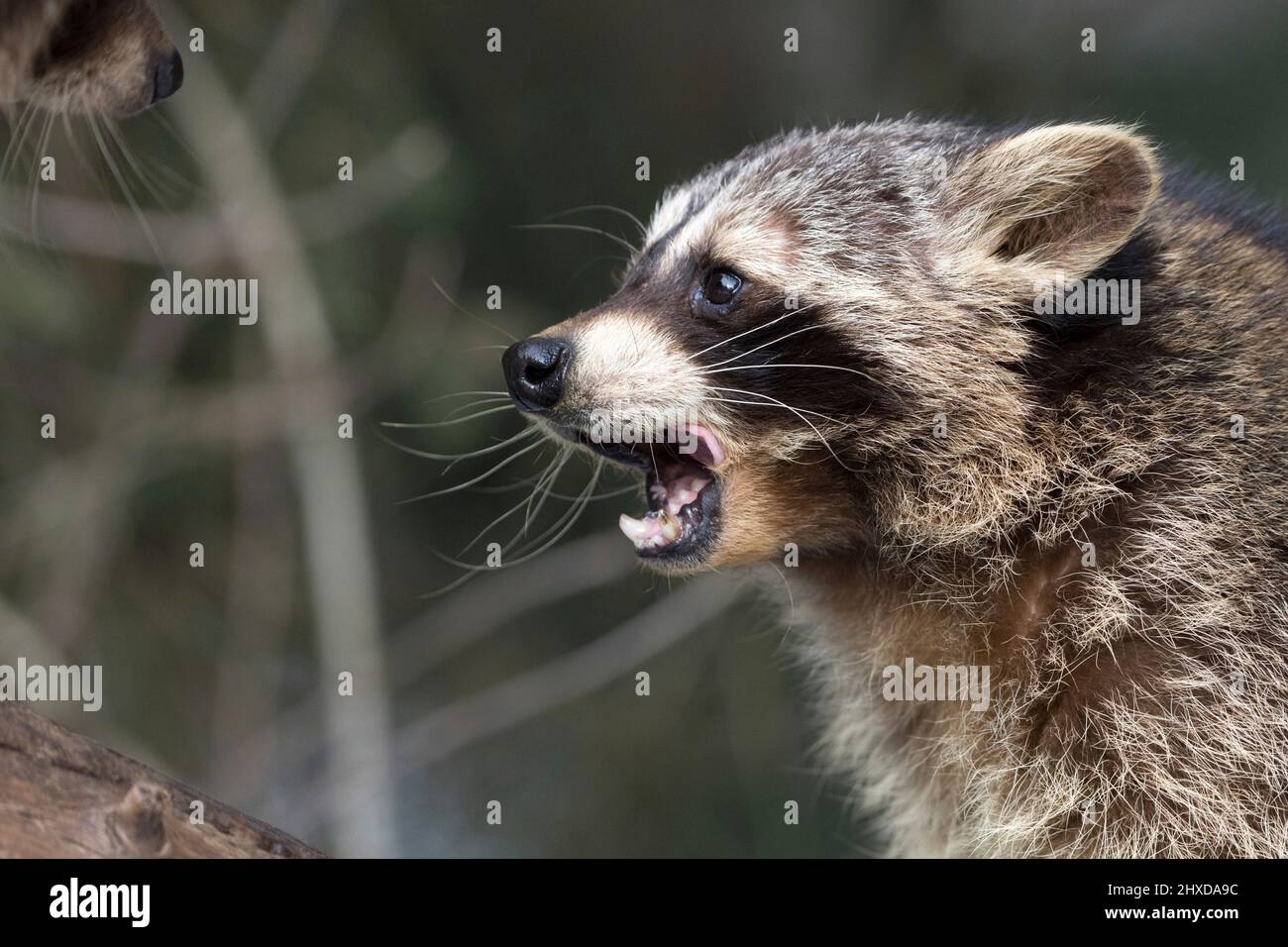 Raccoon Stock Photo