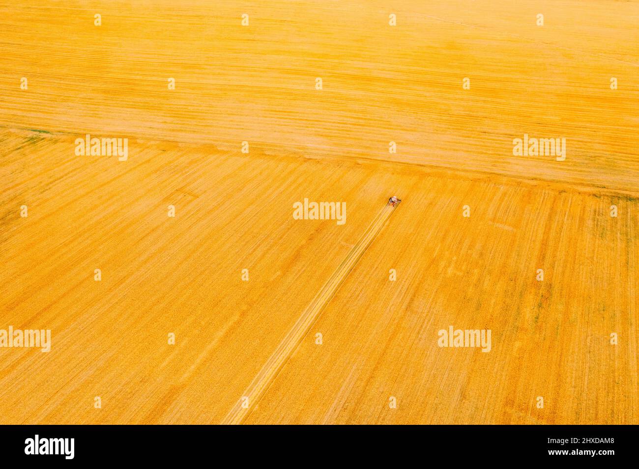 Aerial View Combine Harvester Working In Field. Harvesting Of Wheat In Summer Season. Agricultural Machines Collecting Wheat Seeds Stock Photo