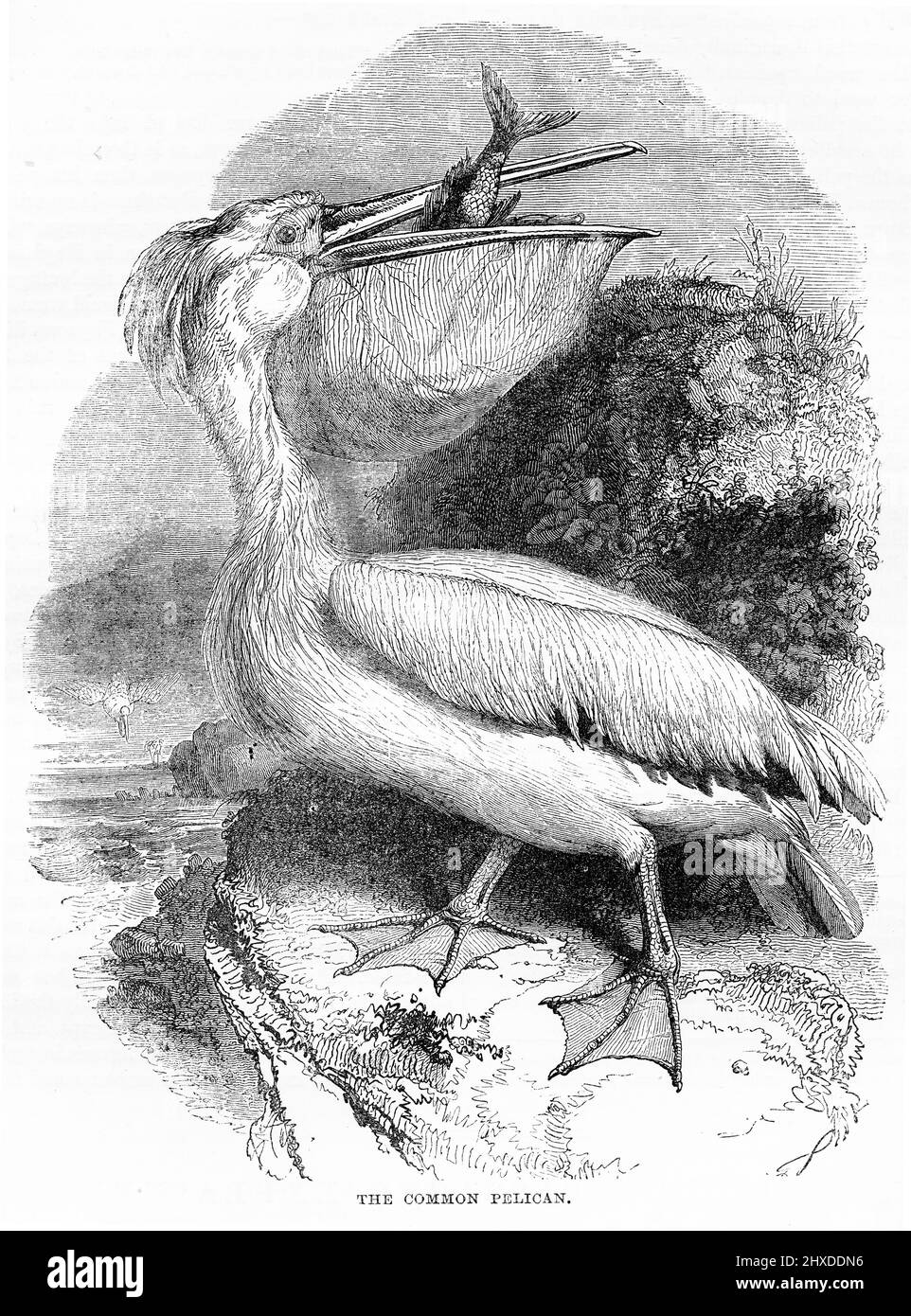 Engraving of a common pelican eating a fish, circa 1880 Stock Photo