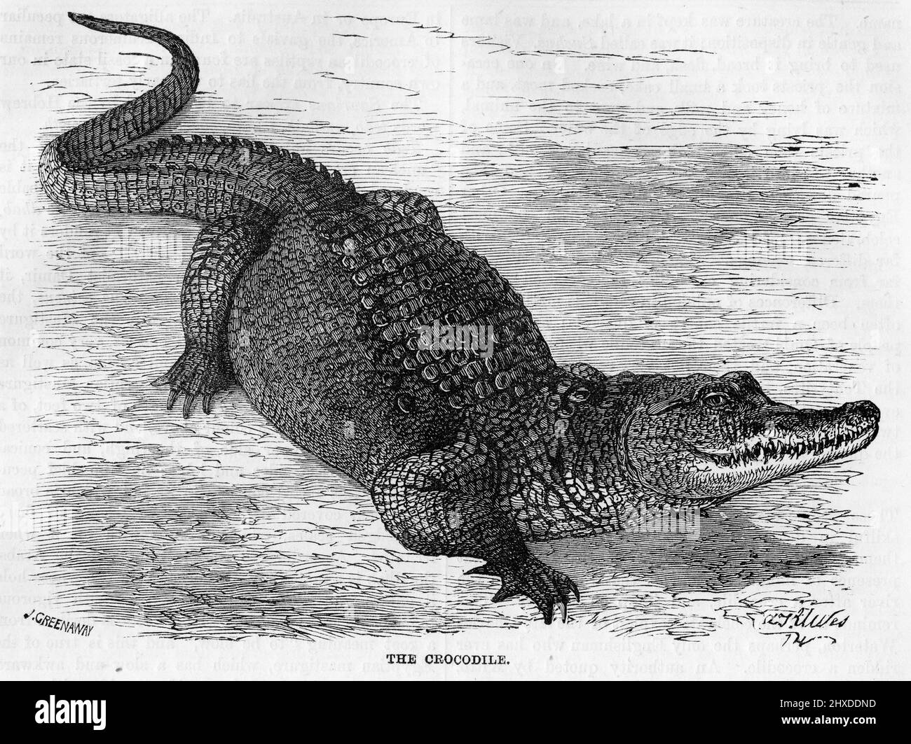 Engraving of a Nile crocodile (Crocodylus niloticus Stock Photo Alamy