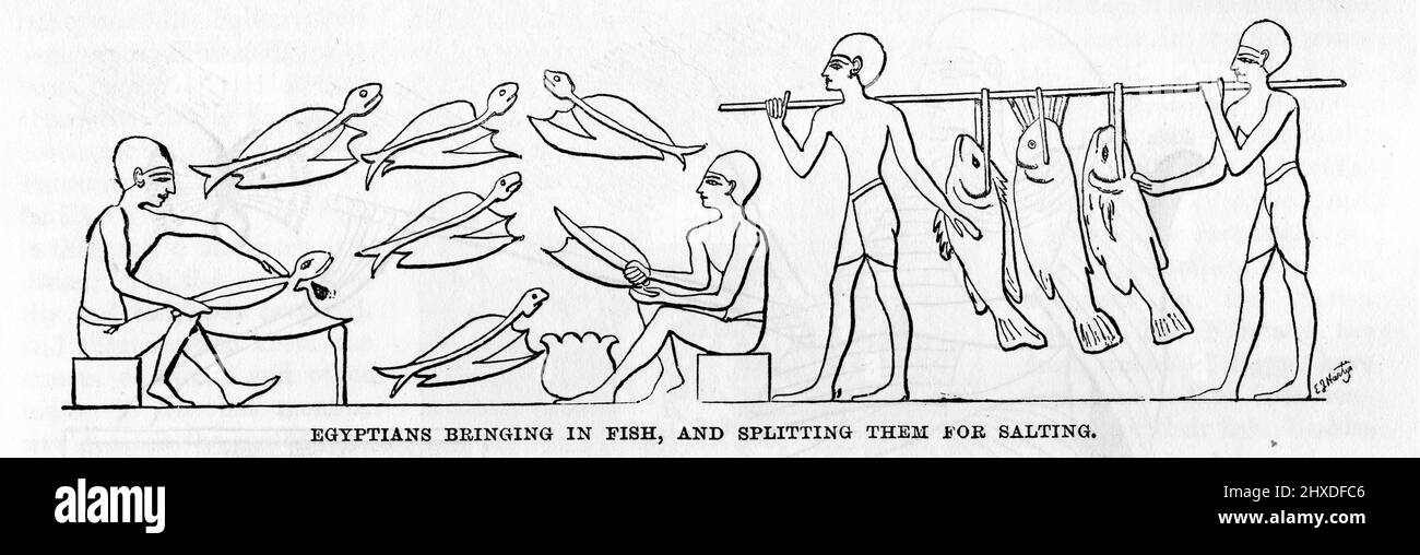 Illustration of Egyptians splitting and salting fish from the Nile River. From an ancient tomb painting, reproduced circa 1880 Stock Photo