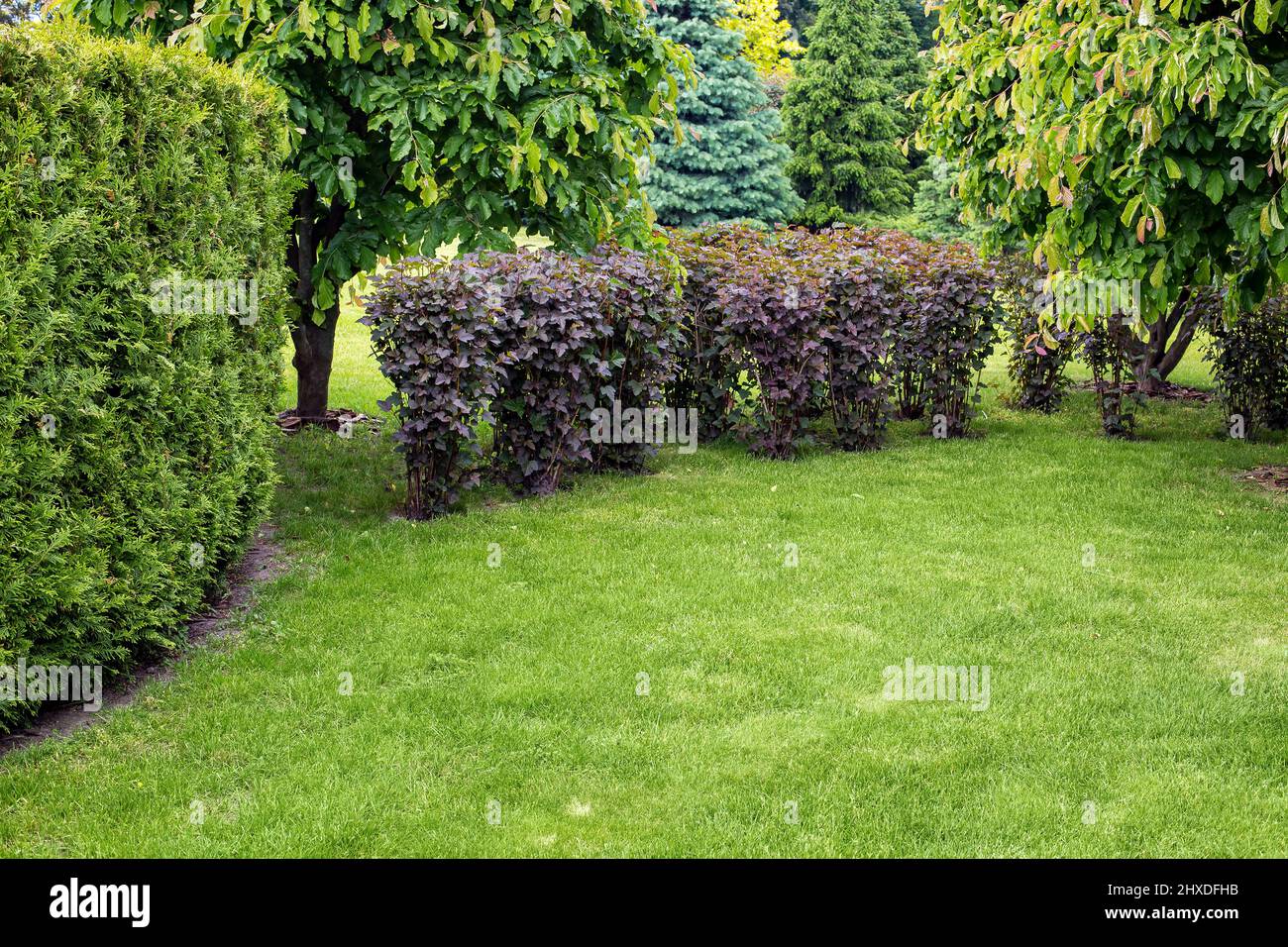 garden with leaves trees and deciduous bushes in a park with green grass and thuja hedge, natural plants on park of summer day with copy space, nobody Stock Photo