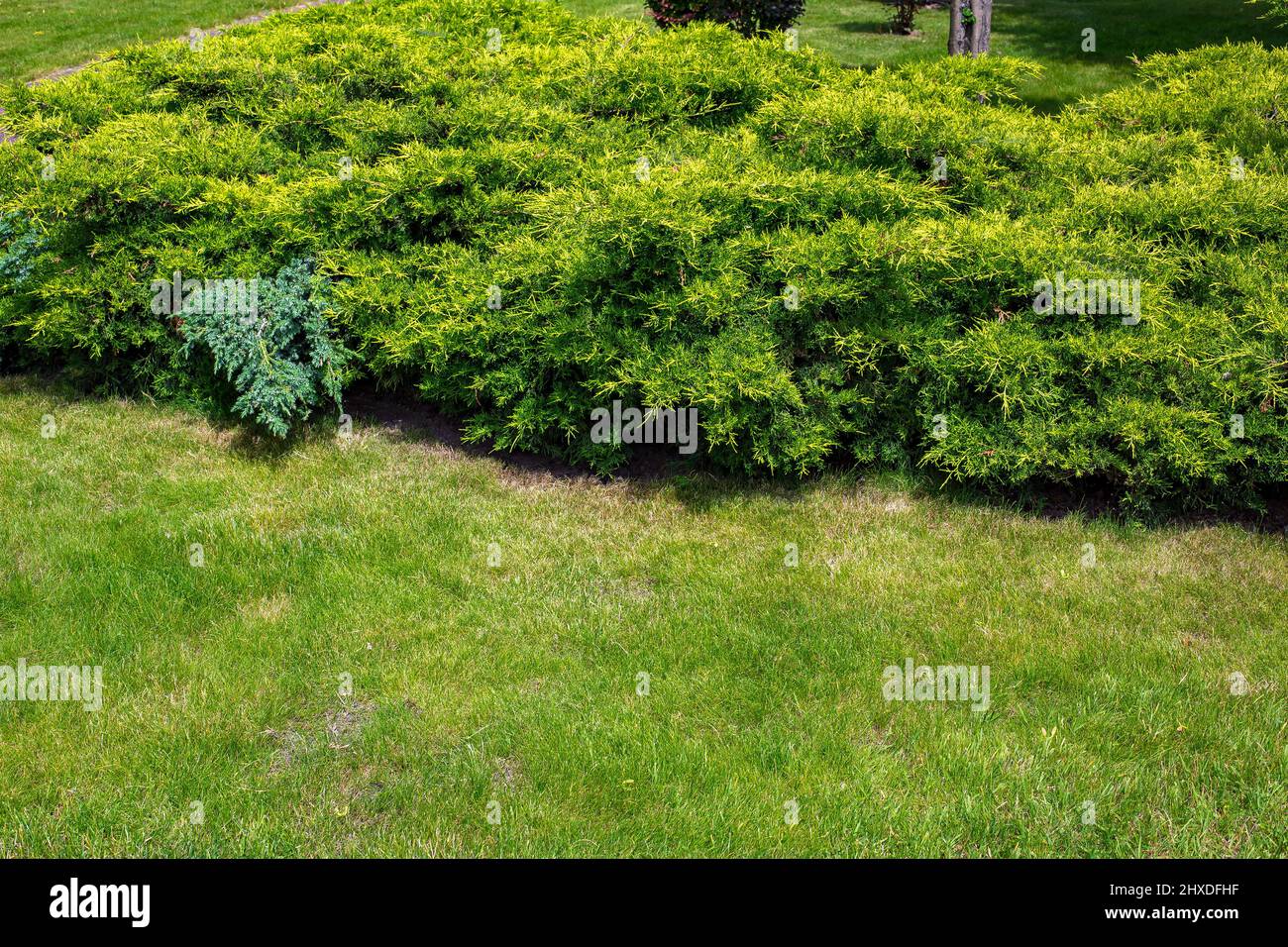 evergreen thuja bushes growth on grass turf lawn, landscape design with copy space on spring sunny day botany theme, nobody. Stock Photo