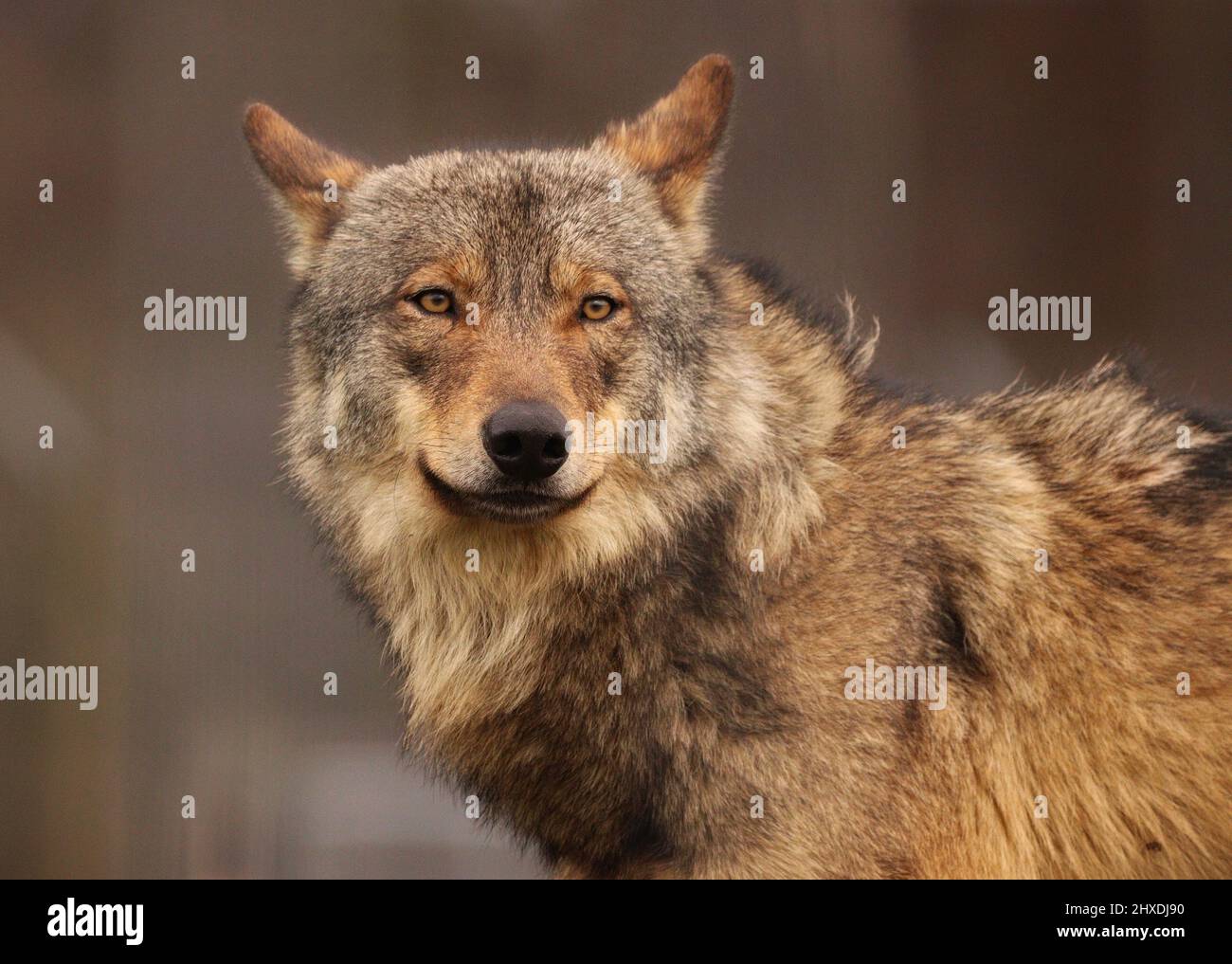 Wolf safari hi-res stock photography and images - Alamy