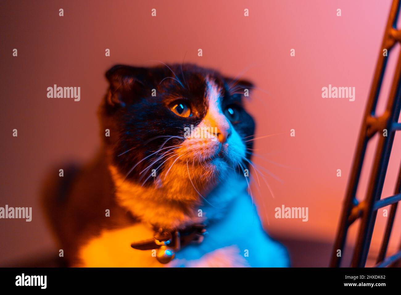 Black and white fluffy cute cat with colorful eyes Stock Photo - Alamy