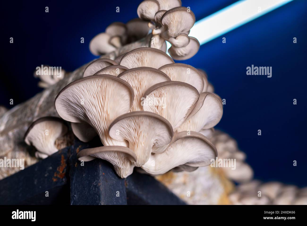 Oyster mushroom grown in the bag in the dark Stock Photo Alamy