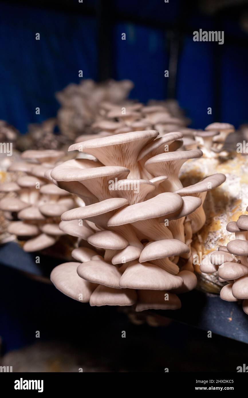 Oyster mushroom grown in the bag in the dark Stock Photo Alamy