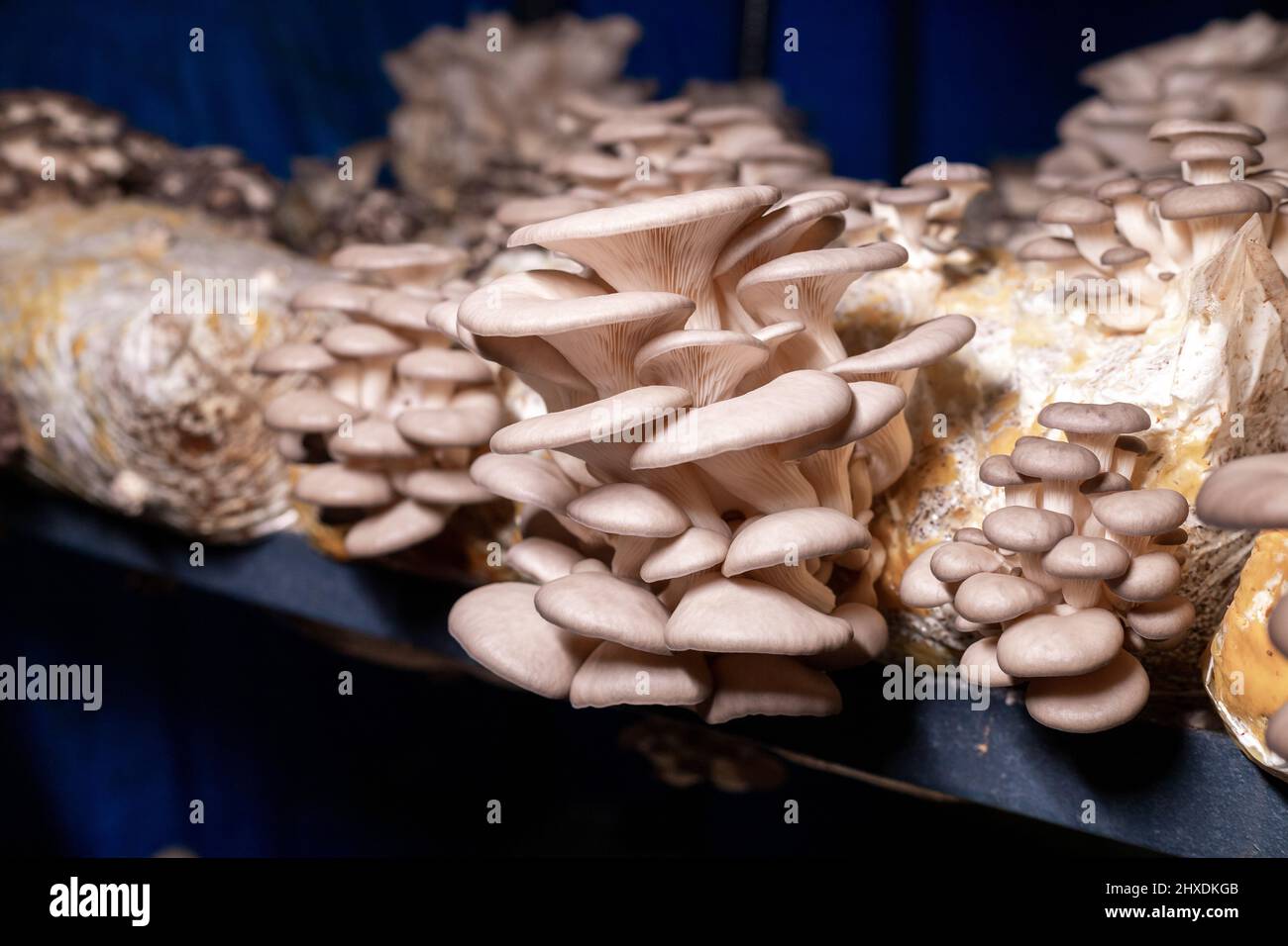 Oyster mushroom grown in the bag in the dark Stock Photo Alamy