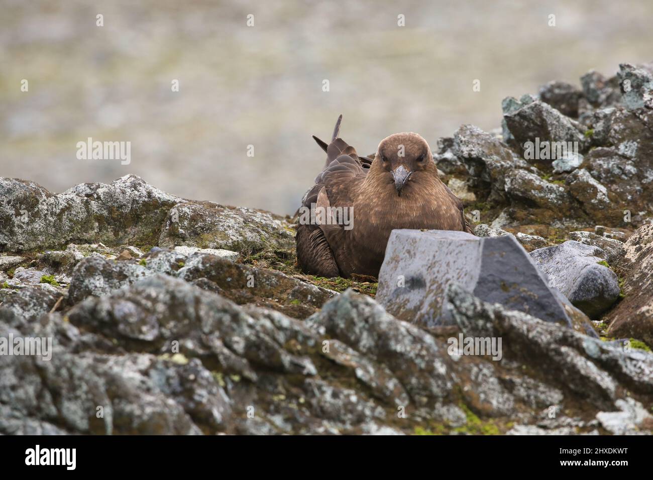 Vibrant bird perched on a moss-covered rock, surrounded by a lush green  background, showcasing nature's beauty 56304357 Stock Photo at Vecteezy, image size:1300x956