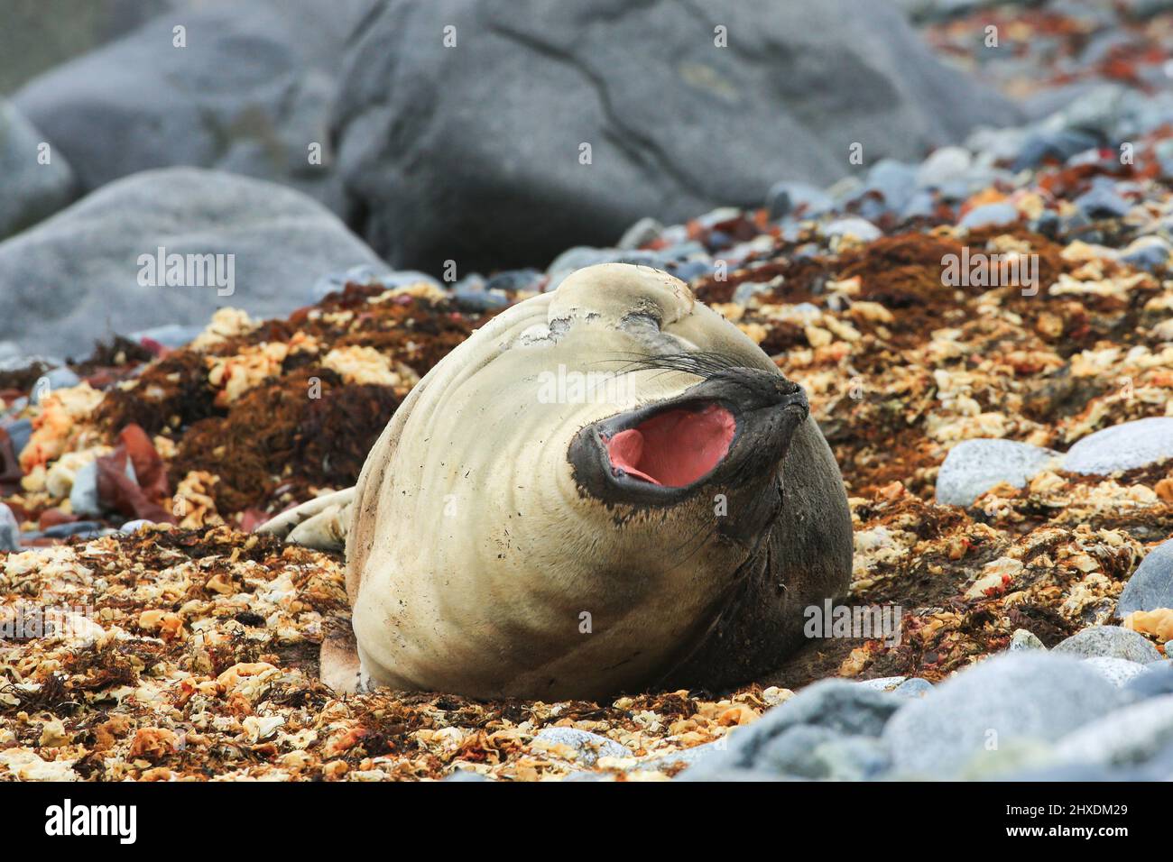 A baby elephant seal with its mouth open is resting on the rocky shores of Half Moon Island, Antarctica. Stock Photo