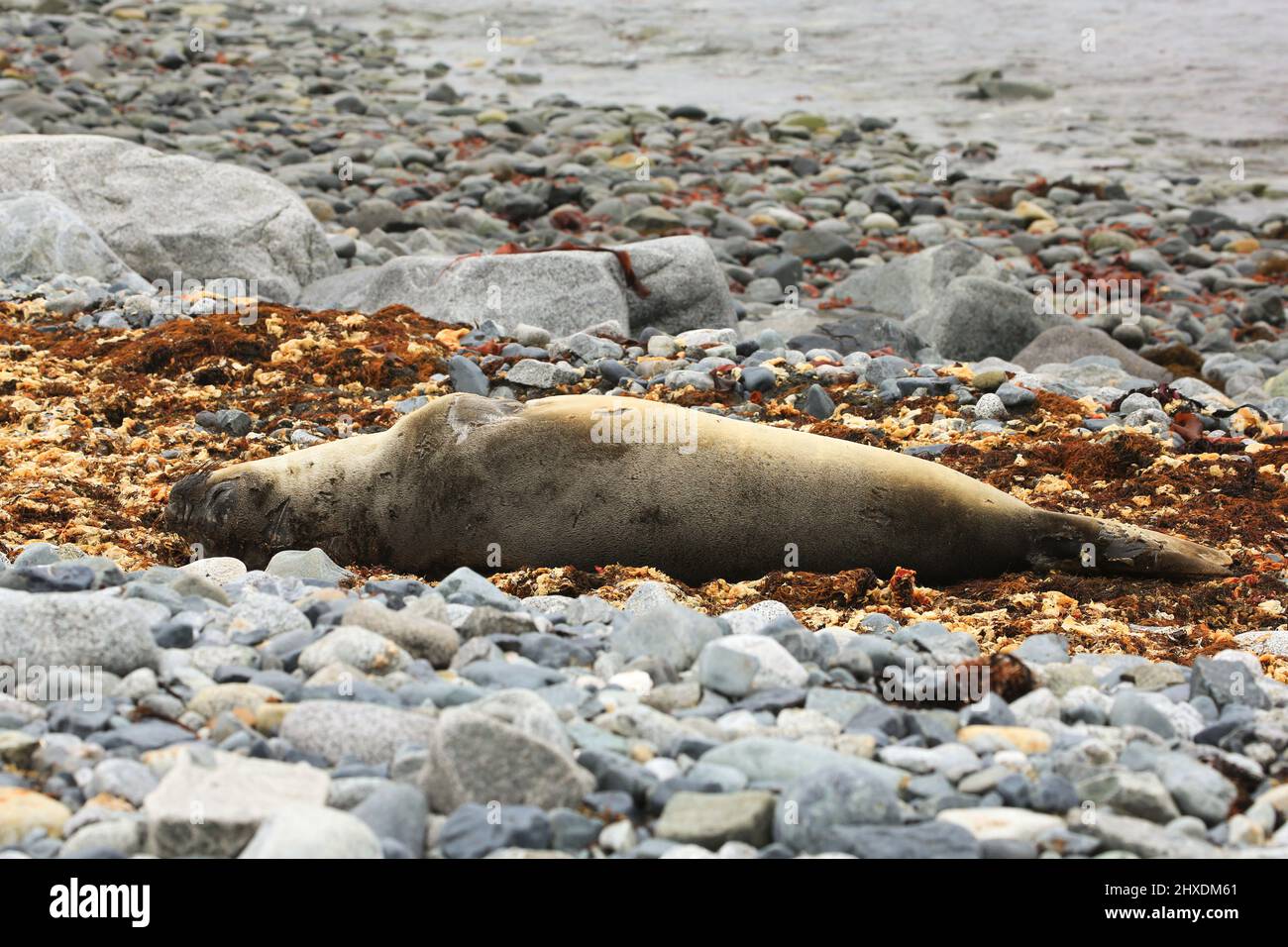A baby elephant seal resting on the rocky shores of Half Moon Island, Antarctica. Stock Photo