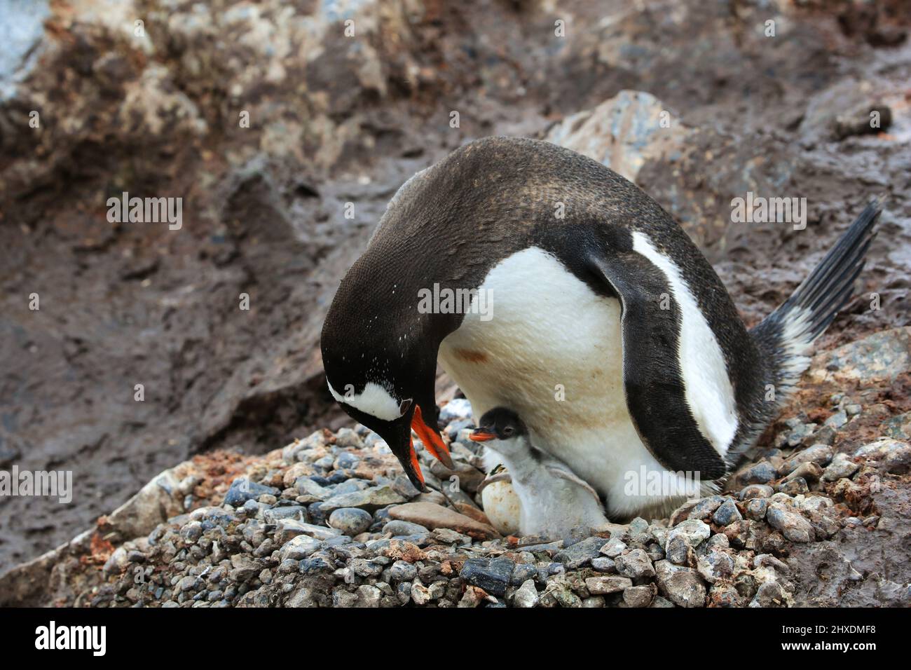 Gentoo penguin and chick at the González Videla Antarctic Base. A second chick is just hatching from the partially broken shell. Stock Photo