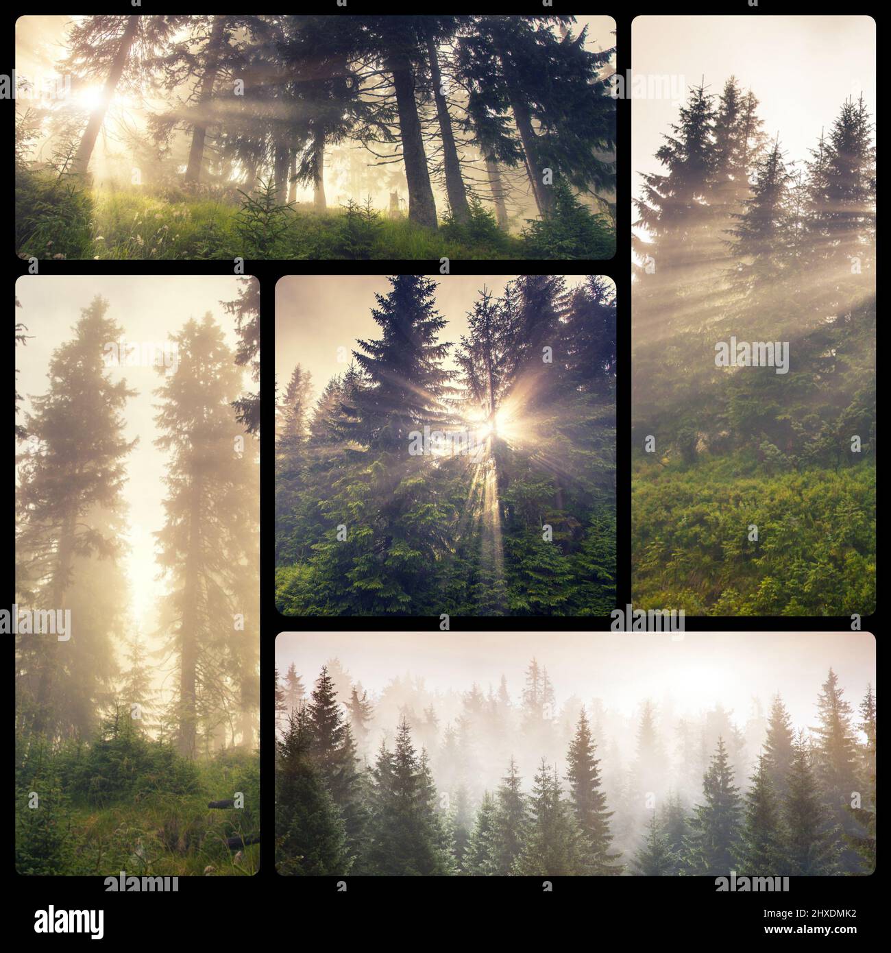 Creative collage of many nature photos. Beauty world. Stock Photo