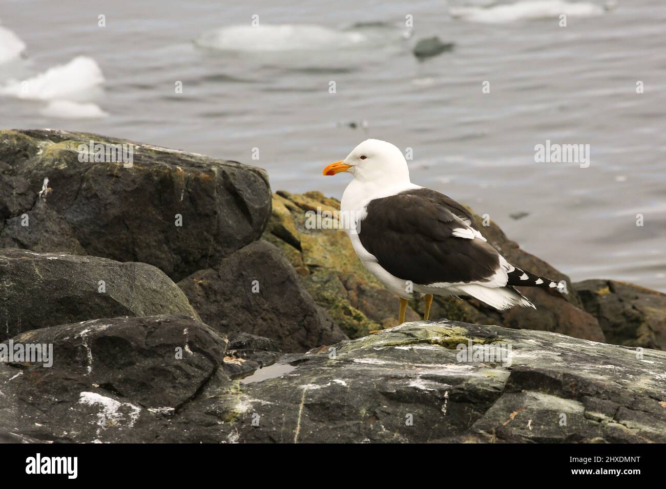 A Kelp Gull at Vernadsky Research Base, a Ukrainian Antarctic Station located on Galindez Island in the Argentine Islands, Antarctic Peninsula. Stock Photo