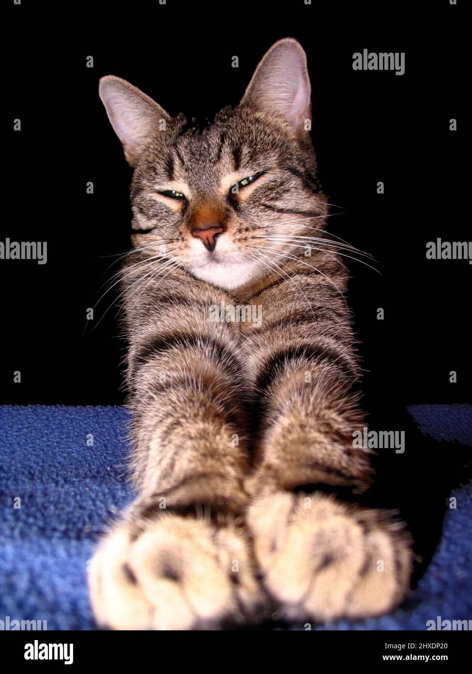 Cat satisfied happy tiger striped smile hangover tired Stock Photo