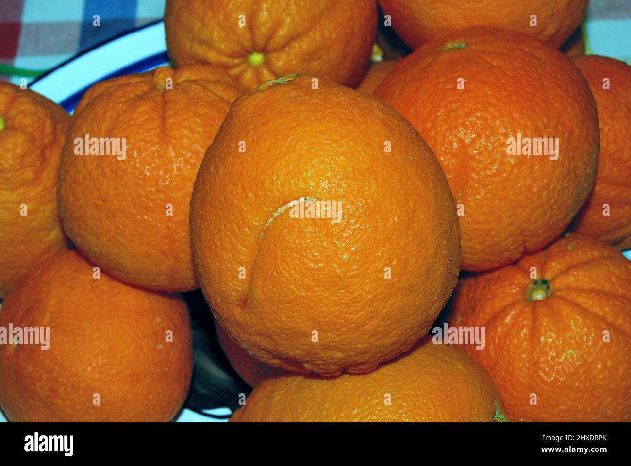 Basilicata giant oranges Stock Photo