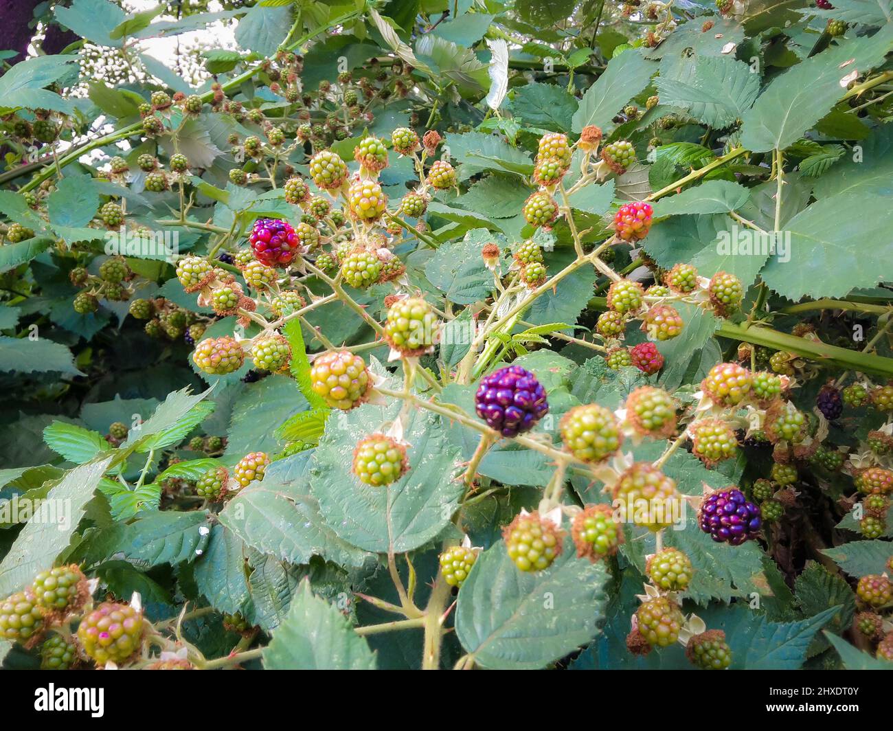 Blackberries, blackberry bush, berries, blue, violet, leaves Stock Photo