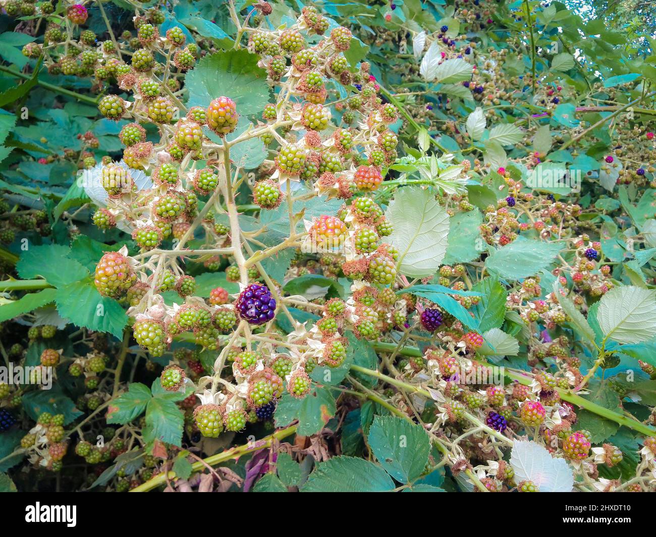 Leaves, Blackberries, blackberry bush, berries, blue, violet Stock Photo