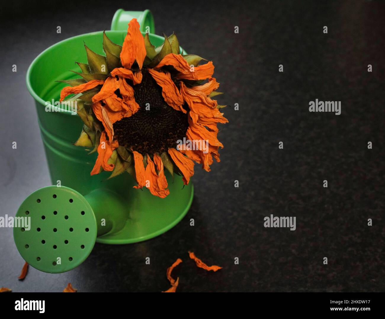Sun flower in watering can Stock Photo