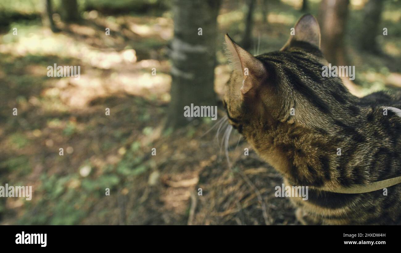 One cat in a city park. Bengal wildcat walk on the forest in collar
