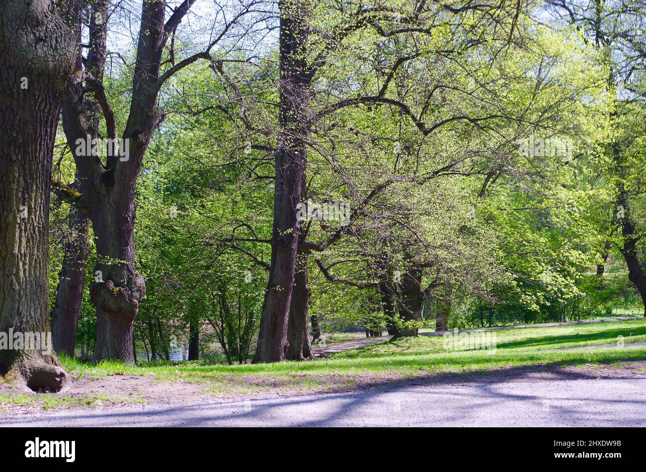 Public park with freshly cut leaves on the trees and a walkway a sunny day in the springtime. Stock Photo