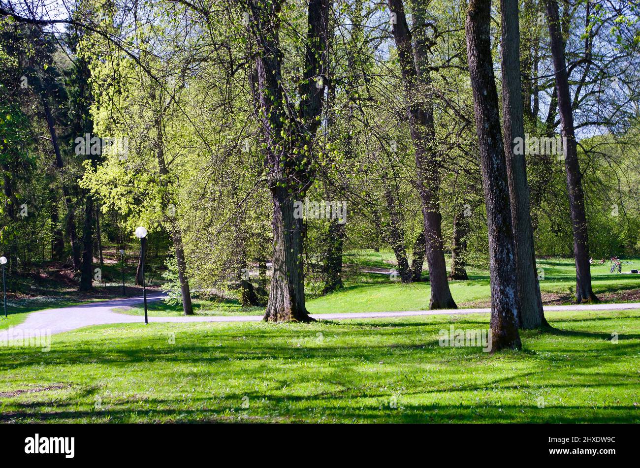 Public park with freshly cut leaves on the trees and a walkway on a sunny day in the springtime. Stock Photo