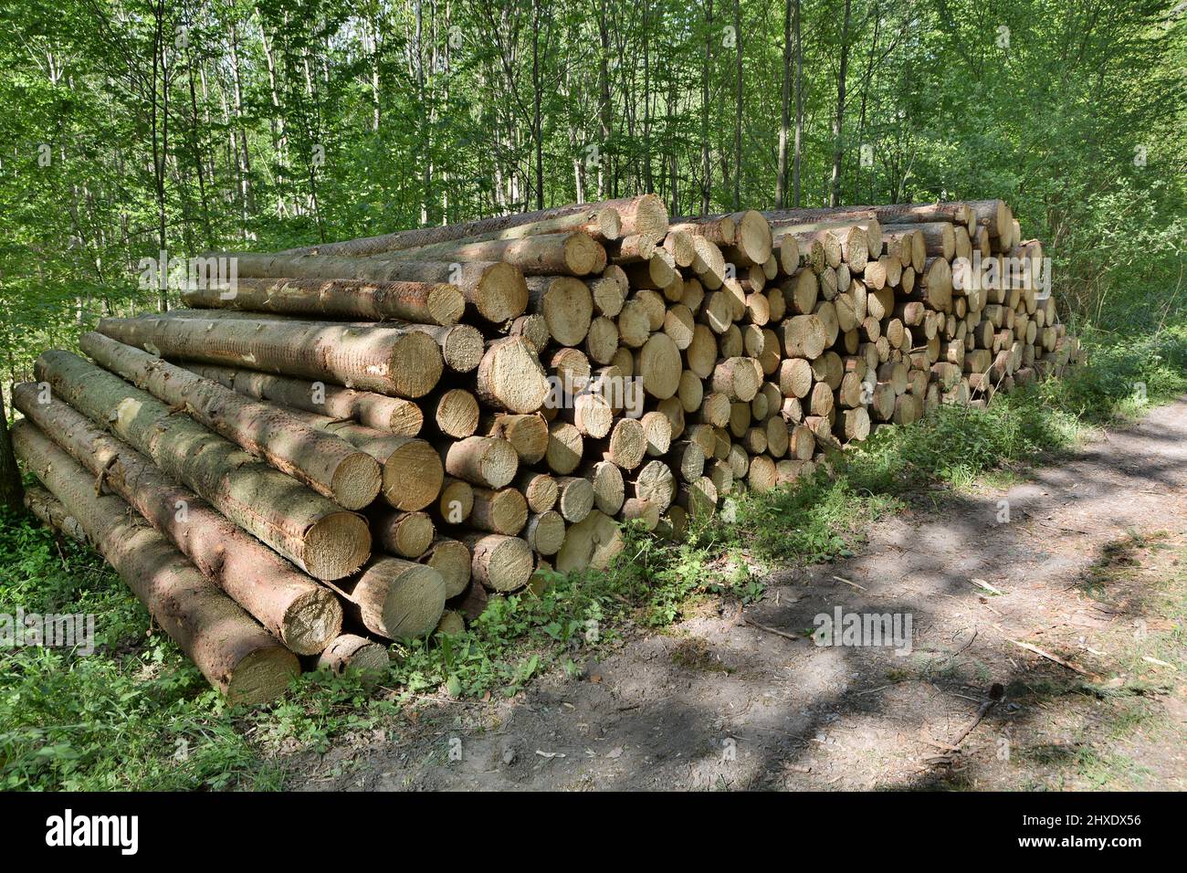 Forest Firewood Wood Tree Forest Path Nature Stock Photo