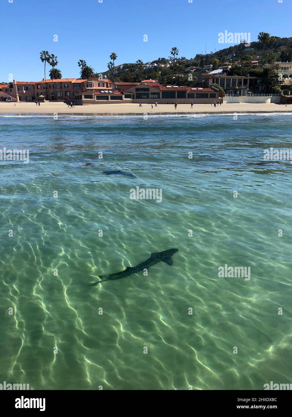 San Diego, California, USA. 28th Feb, 2022. A leopard shark swims in front in the shallow waters off La Jolla Shores beach in San Diego. Most of the sharks in the area are pregnant females. Leopard sharks arrive in San Diego in massive numbers during warm summer and fall months and aren't a danger to humans. (Credit Image: © K.C. Alfred/ZUMA Press Wire) Stock Photo