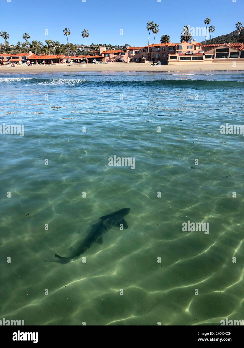 San Diego, California, USA. 28th Feb, 2022. A leopard shark swims in front in the shallow waters off La Jolla Shores beach in San Diego. Most of the sharks in the area are pregnant females. Leopard sharks arrive in San Diego in massive numbers during warm summer and fall months and aren't a danger to humans. (Credit Image: © K.C. Alfred/ZUMA Press Wire) Stock Photo