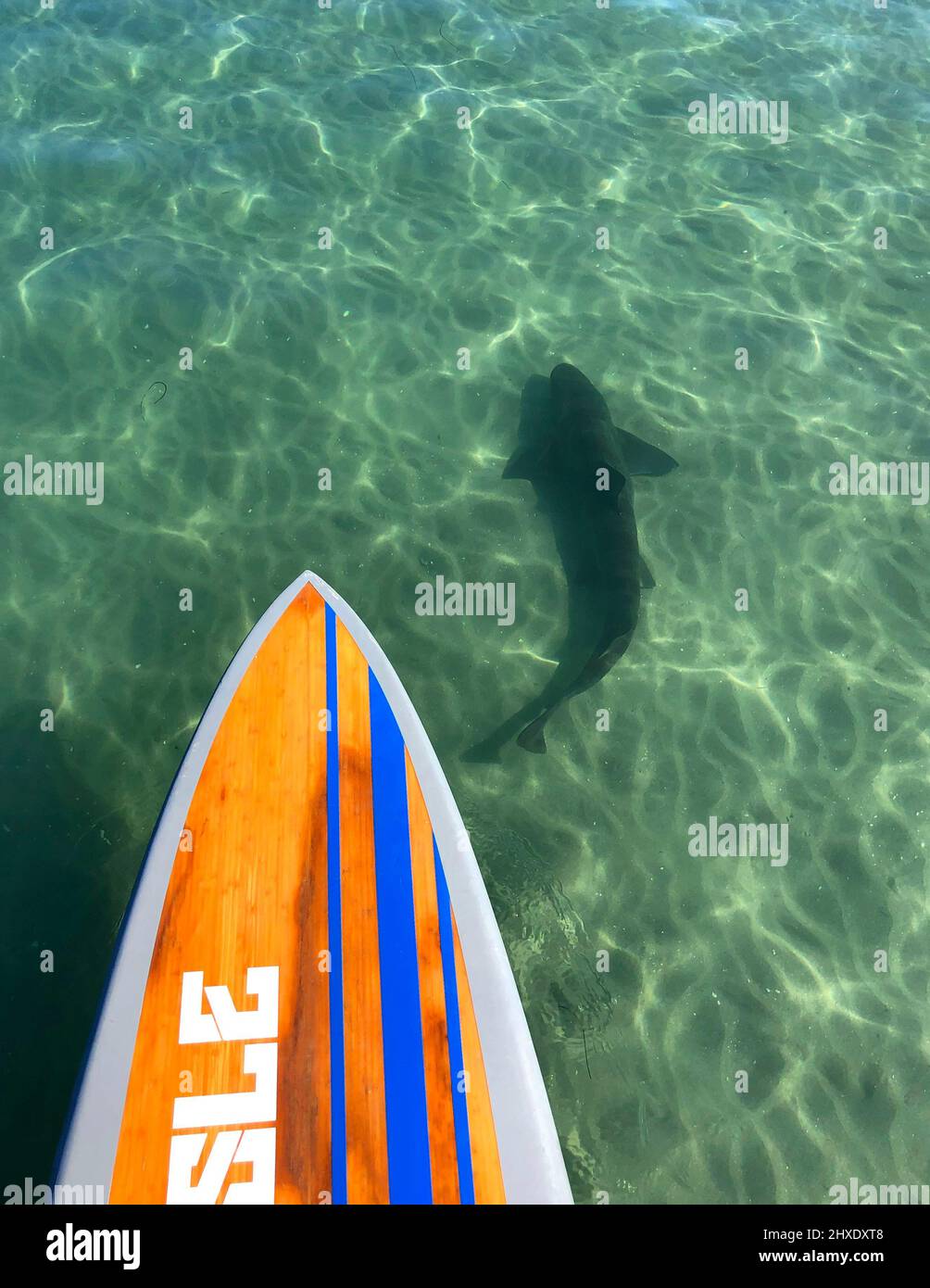 San Diego, California, USA. 12th Feb, 2022. A leopard shark swims in front of a paddleboard in the shallow waters off La Jolla Shores beach in San Diego. Most of the sharks in the area are pregnant females. Leopard sharks arrive in San Diego in massive numbers during warm summer and fall months and aren't a danger to humans. (Credit Image: © K.C. Alfred/ZUMA Press Wire) Stock Photo