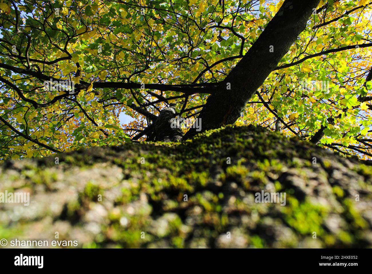 Tree perspectives Stock Photo