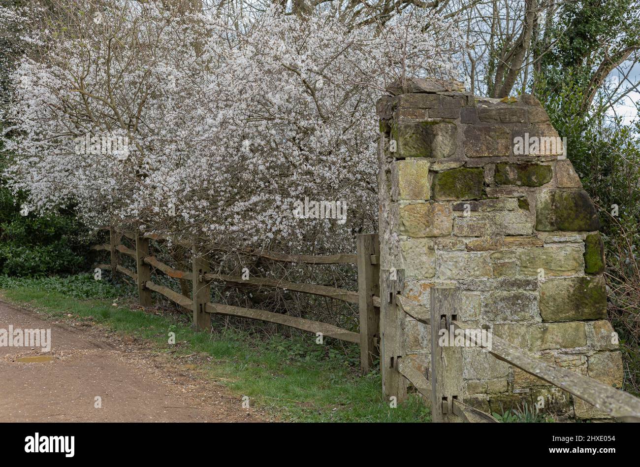 Derelict wall of a castle against a wooden fence and with white spring blossom Stock Photo
