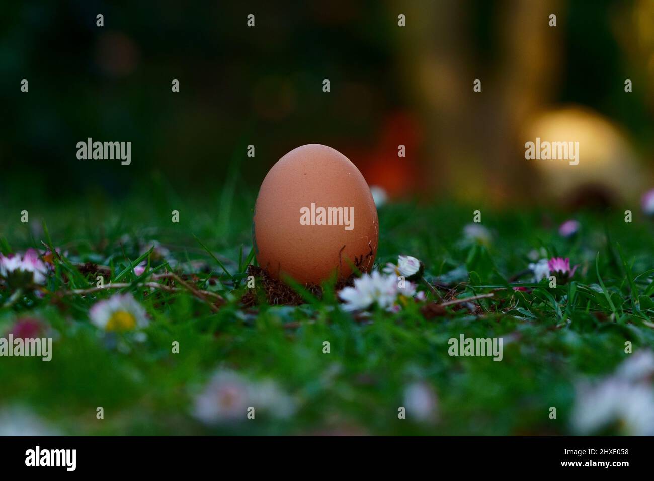 Egg in the grass Stock Photo Alamy